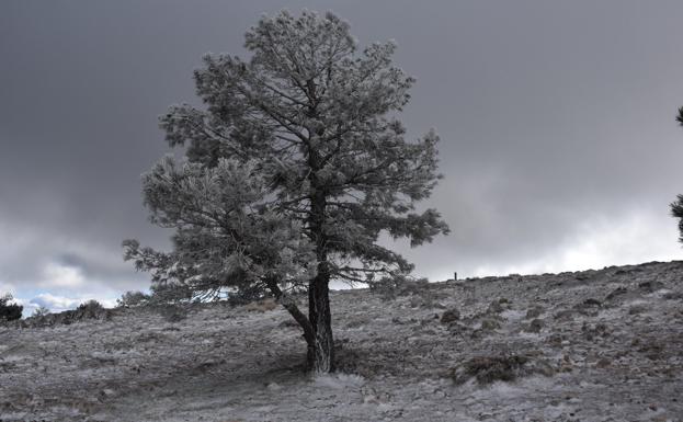 El frío entra en la Región de Murcia con mínimas de hasta 3 grados y nieve en el Macizo de Revolcadores