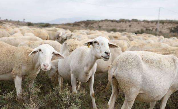 El pastoreo aumenta la fragilidad de las zonas áridas