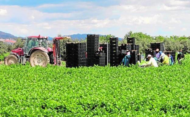 El cuaderno digital de explotación agrícola será obligatorio el próximo verano en la Región