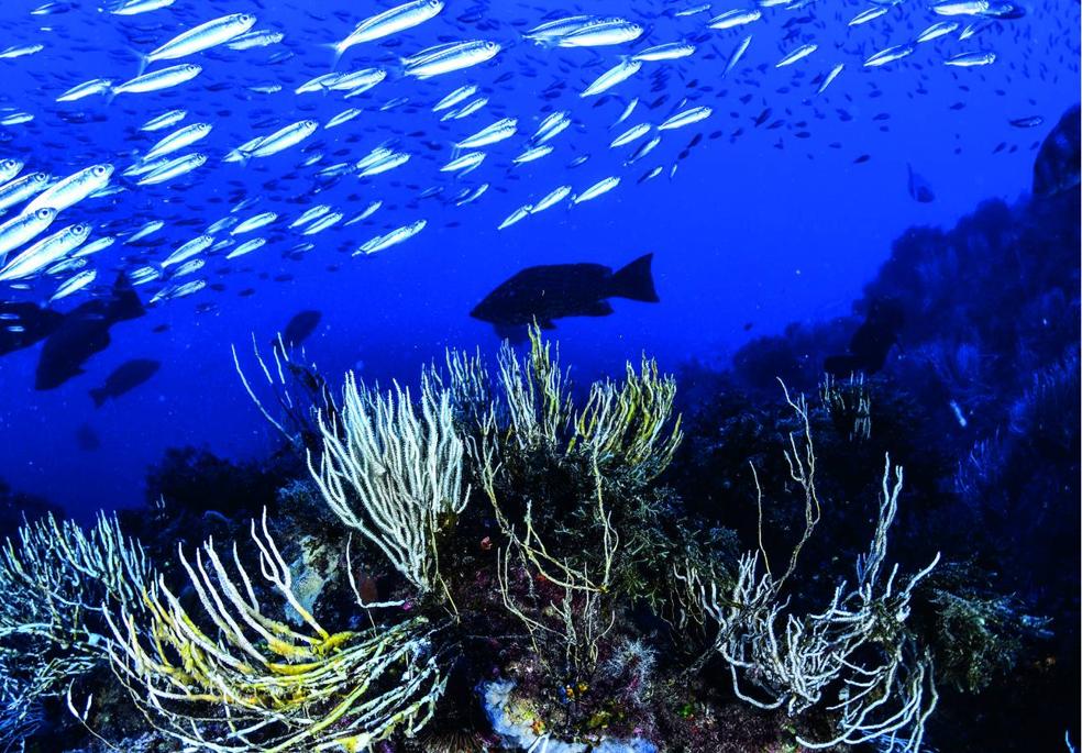 La guía del mejor buceo de Europa sale a flote