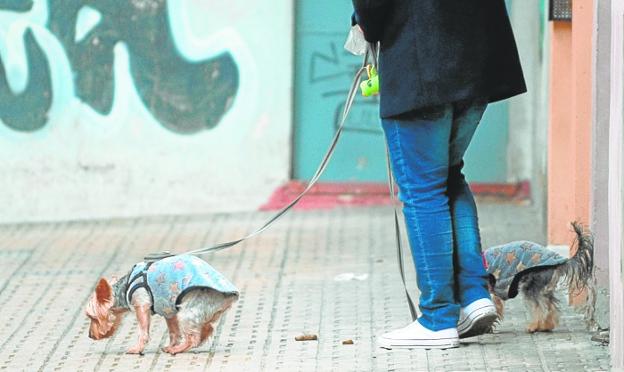 Los dueños de perros que no limpien los orines de sus mascotas podrán ser multados con cien euros