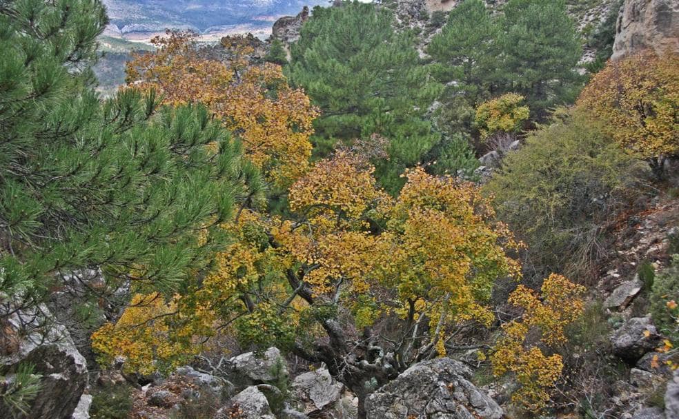Los 93 mejores bosques de la Región de Murcia