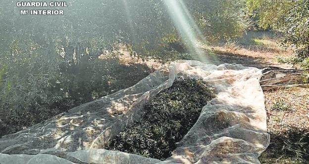 Golpe a una banda dedicada al robo de aceitunas y almendras en Mula