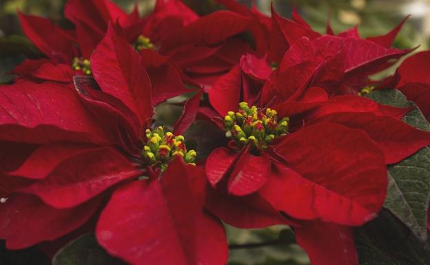 Cuidado con tus mascotas: las plantas típicas de Navidad que son tóxicas para los animales
