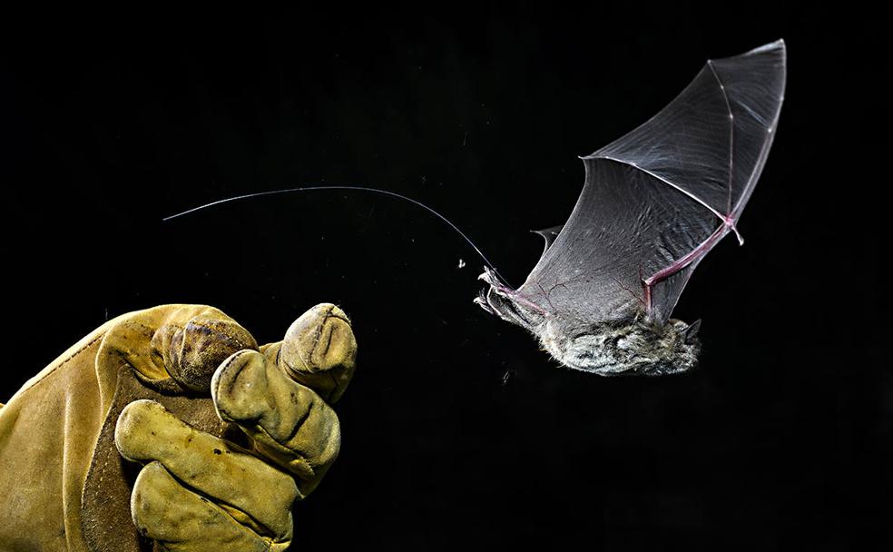 La Región de Murcia, tierra de águilas y murciélagos
