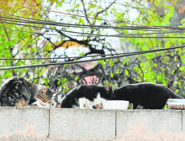 El Ayuntamiento de Murcia esterilizará a los 20.000 gatos que viven en las calles del municipio