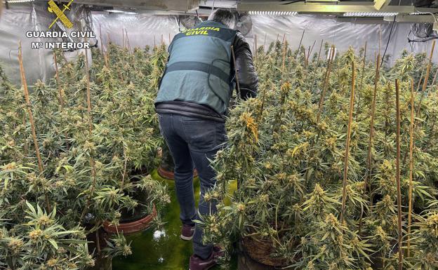 Desmantelan tres invernaderos de marihuana con casi 900 plantas en varios chalés de Murcia