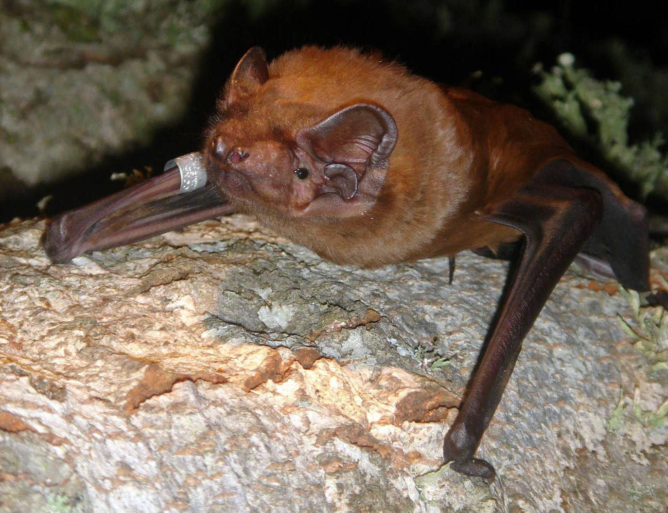 El misterio que oculta al mayor murciélago de Europa