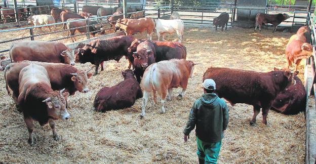 Tiempos raros para una ganadería en crecimiento