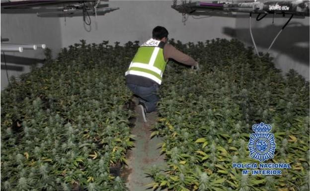 Detenidos tres responsables de una empresa de jamones de Murcia que usaban la nave para plantar marihuana