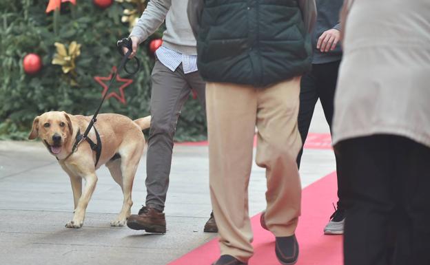 El Ayuntamiento de Murcia multa a 230 dueños de perros por pasearlos sin correa