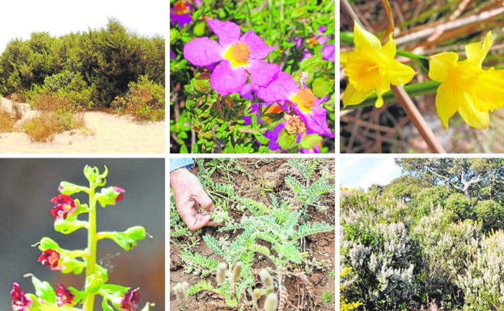 Año duro para la flora más amenazada en la Región de Murcia