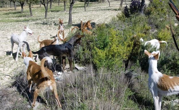 Several hunting dogs in a file image. 