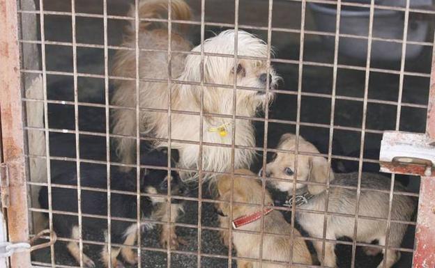 La polémica sobre el mal estado de la perrera municipal de Cieza llega mañana al Pleno