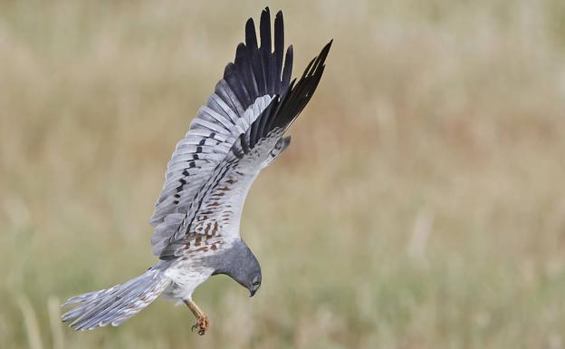 El aguilucho cenizo, Ave del Año 2023