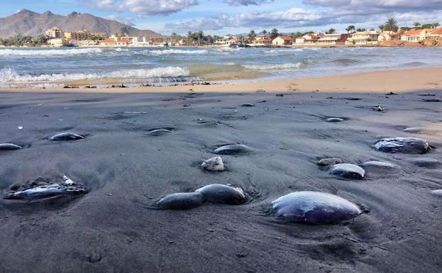 El fuerte temporal de lebeche cubre las playas de Mazarrón de medusas