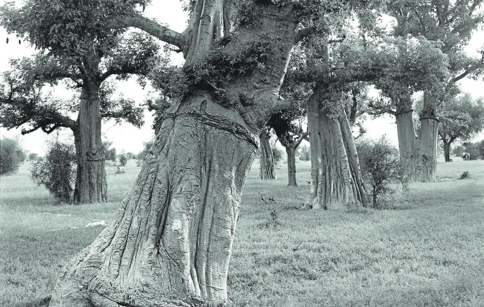 Los fascinantes baobabs de Samuel Aranda