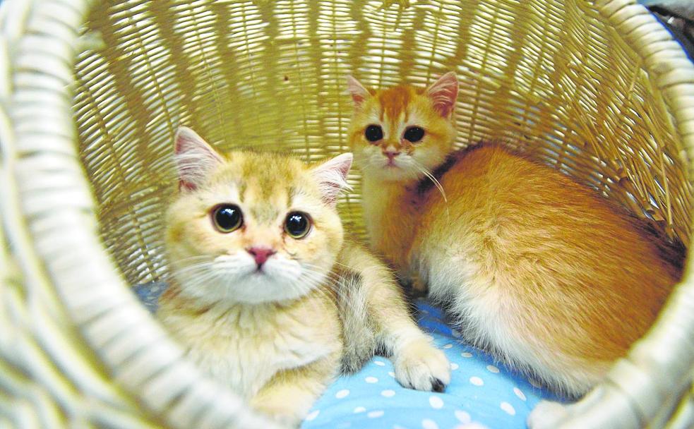 ¿Tengo que esterilizar a mi perro? ¿Puedo dejar solo a mi gato? Respuestas a las dudas que plantea la Ley de Bienestar Animal