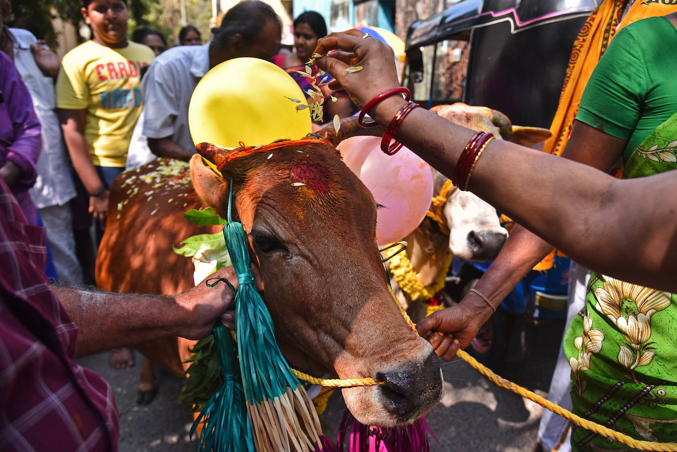 Oraciones a las vacas