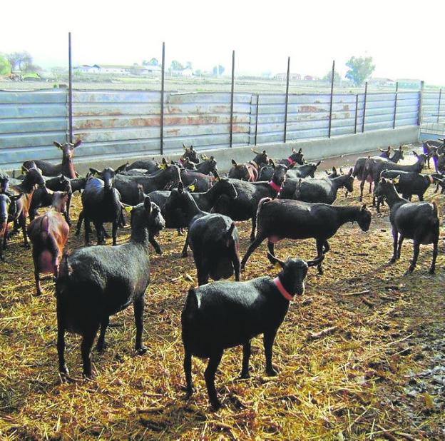 El Gobierno publica tres normas sobre transporte animal, uso de antibióticos e información a ganaderos