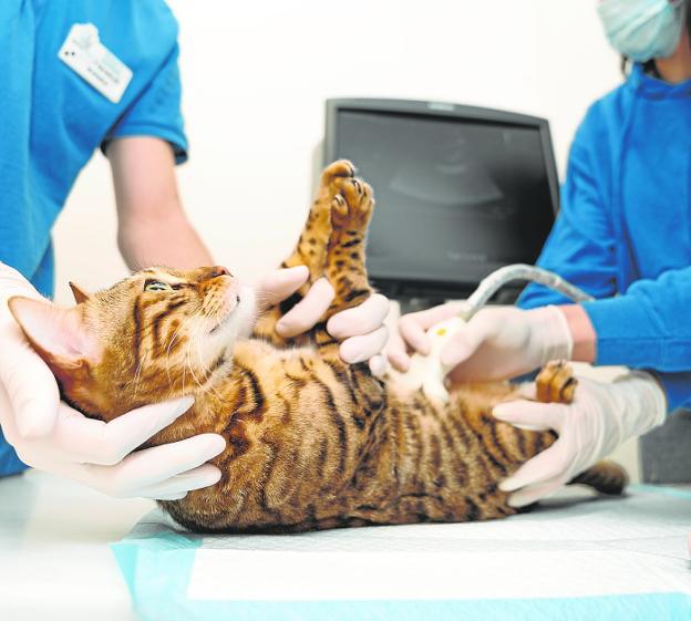 Una apuesta decidida por la salud de las mascotas