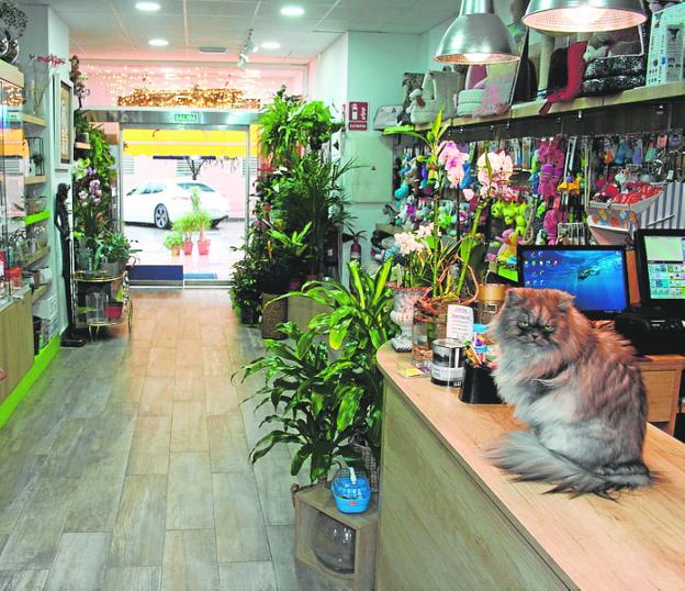 TuCan amplía su muestrario para peces e incorpora una sección de plantas de interior