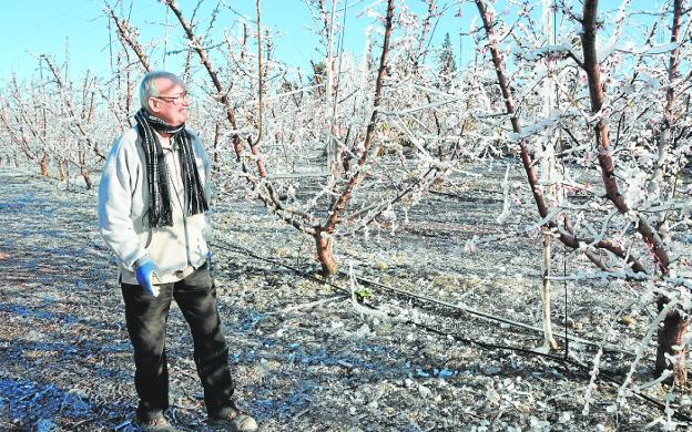 Agricultores de la Vega siguen en alerta a causa de las heladas