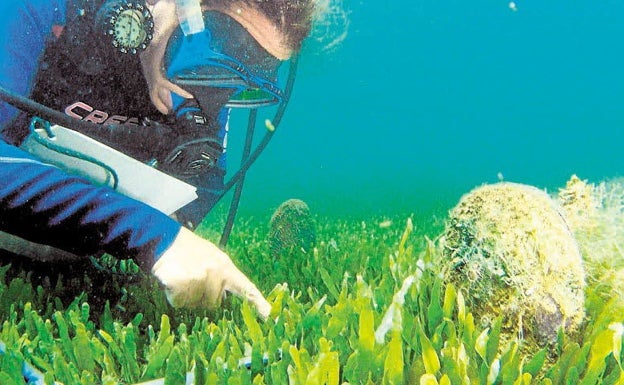 La UE financia un plan para salvar la nacra del Mar Menor, un molusco del que solo quedan mil ejemplares