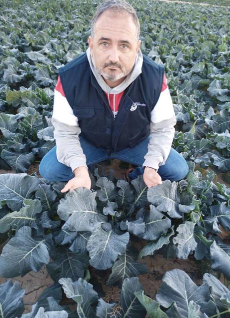 Broccoli crops damaged by frost in a farm in Guadalentín.  / 
