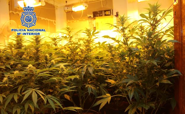 Así se desmantela una plantación de marihuana