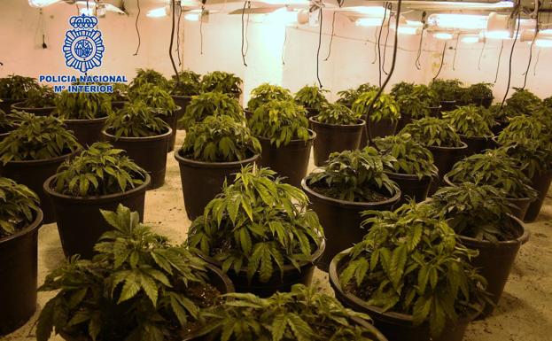 Cae en Murcia un clan familiar que almacenaba 150 plantas de marihuana y hachís