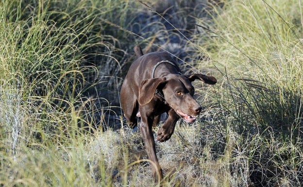 «Desolación» entre los animalistas porque la ley de bienestar animal salga adelante con la exclusión de los perros de caza