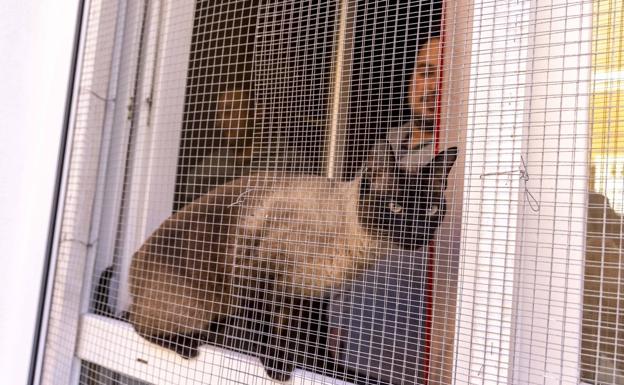 Gatos contra los ratones de Diógenes