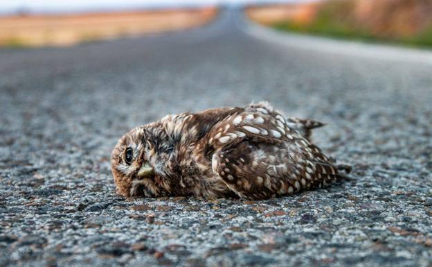 25 millones de aves muertas o heridas al año en España