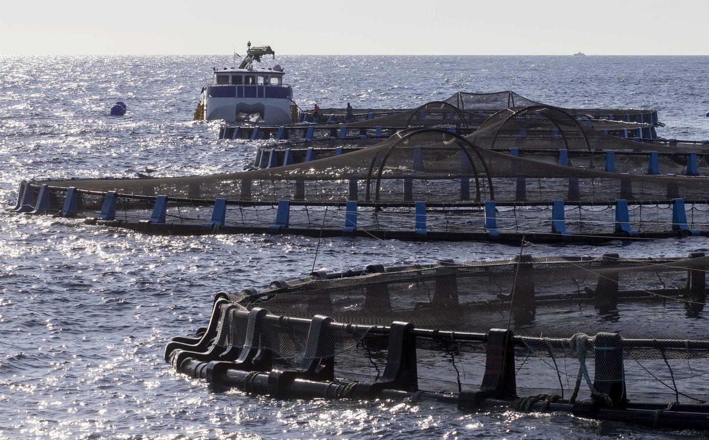 Las piscifactorías triplican su producción tras la caída por los temporales y la covid
