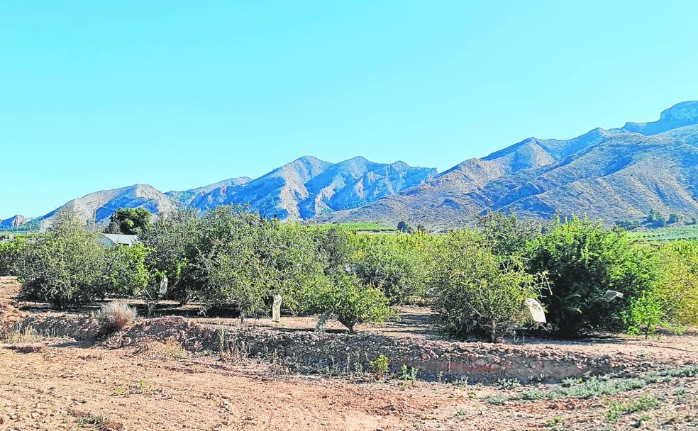 Un muro de argán contra el desierto que nos amenaza