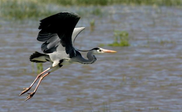 La Comunidad no halla más casos de gripe aviar tras la garza infectada en noviembre