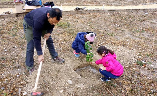Plantan cuarenta álamos para reforestar el paraje de El Caño en Abarán