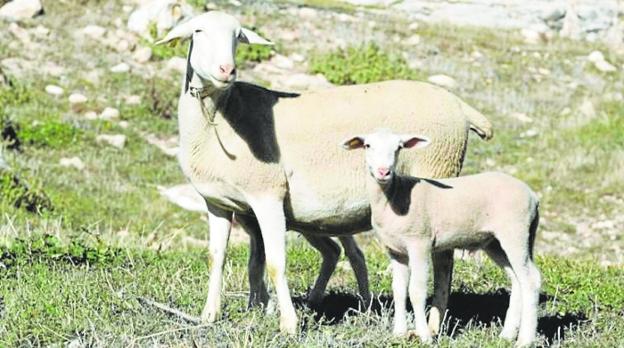 El cordero segureño, una carne excelente para la creatividad y la tradición