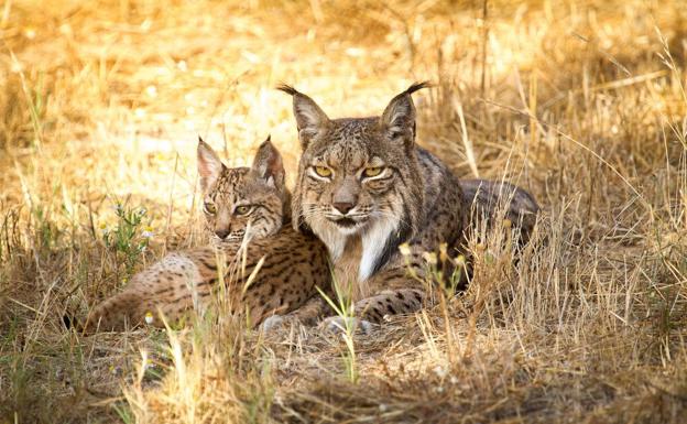 El lince, uno más en la Región de Murcia
