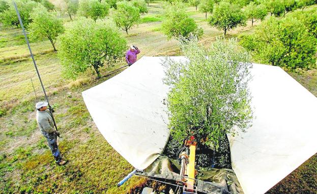 La producción murciana de aceite cae un 32% en su mayor alza de precios de la historia