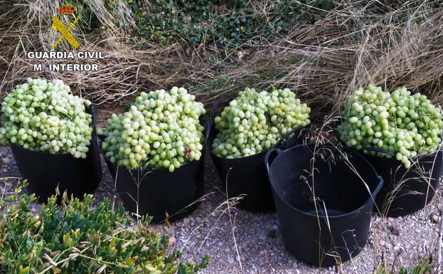 Ocho detenidos como presuntos autores de robos de uva de mesa en el Bajo Guadalentín
