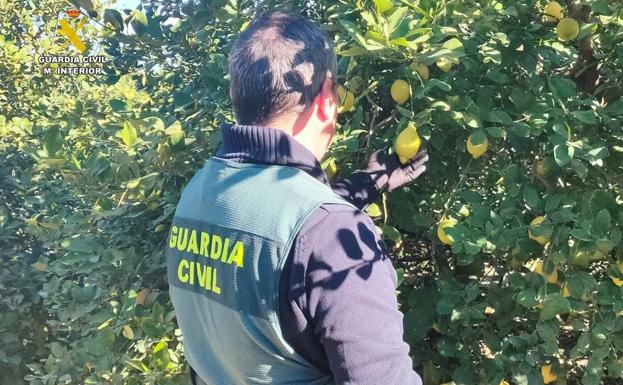 Un detenido y una investigada por estafar a varios agricultores de las provincias de Murcia y Alicante