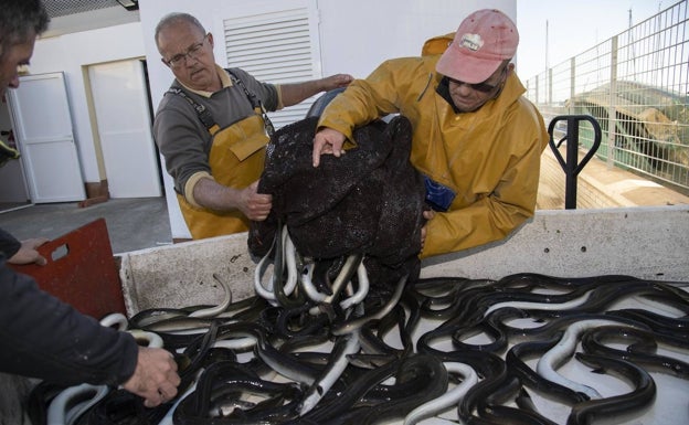 Los pescadores del Mar Menor solo podrán capturar 2,5 toneladas más de anguila