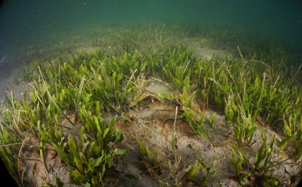 El IEO demuestra la eficacia de las praderas marinas contra la contaminación por nitratos