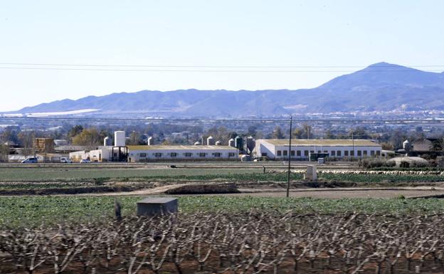 La regulación de las distancias de las granjas porcinas en Lorca verá la luz el lunes