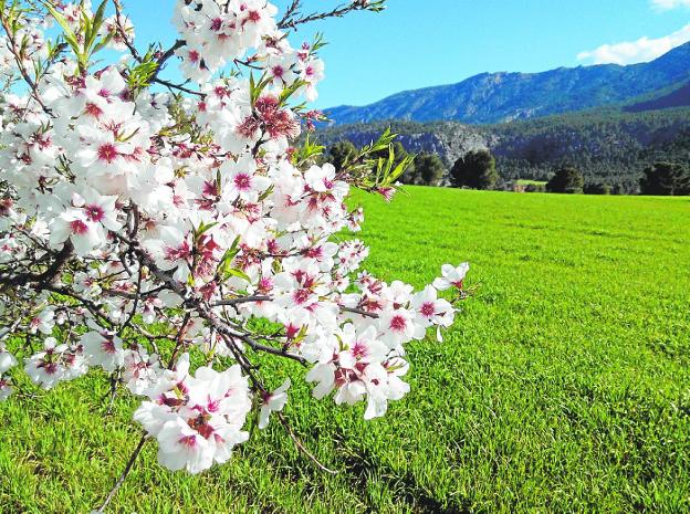 El Ayuntamiento de Mula pone en marcha la I Feria Agrícola