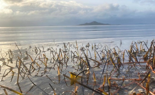 Una bajamar más acentuada hace caer las capturas invernales del Mar Menor