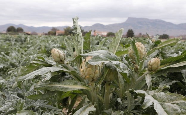 El frío se suma a los costes de producción y merma la cosecha hortofrutícola en la Región de Murcia