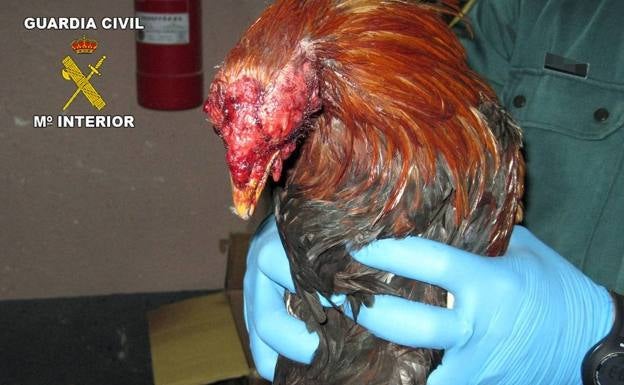 Absuelven al procesado por agredir y retener a un hombre al que acusaba de un robo de gallos de pelea en Murcia